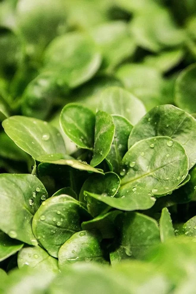 Medik8 Calmwise Soothing Cleanser 10 Medik8 Calmwise Soothing Cleanser - Image 8