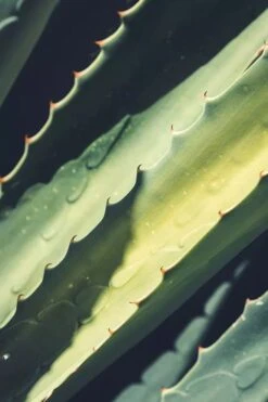 Medik8 Daily Refresh Balancing Toner 18 Medik8 Daily Refresh Balancing Toner -Skin Care Products Store Medik8DailyRefreshBalancingTonerIngredients